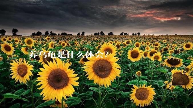 养乌龟是什么体会？