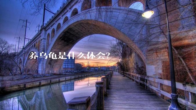 养乌龟是什么体会？